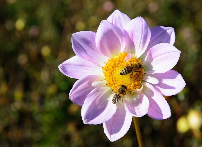 Dlaczego powinniśmy chronić pszczoły. Znamy zalety pszczelego wosku￼